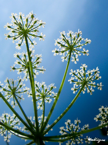 fleur de caotte