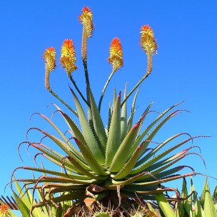 photo plante aloe vera