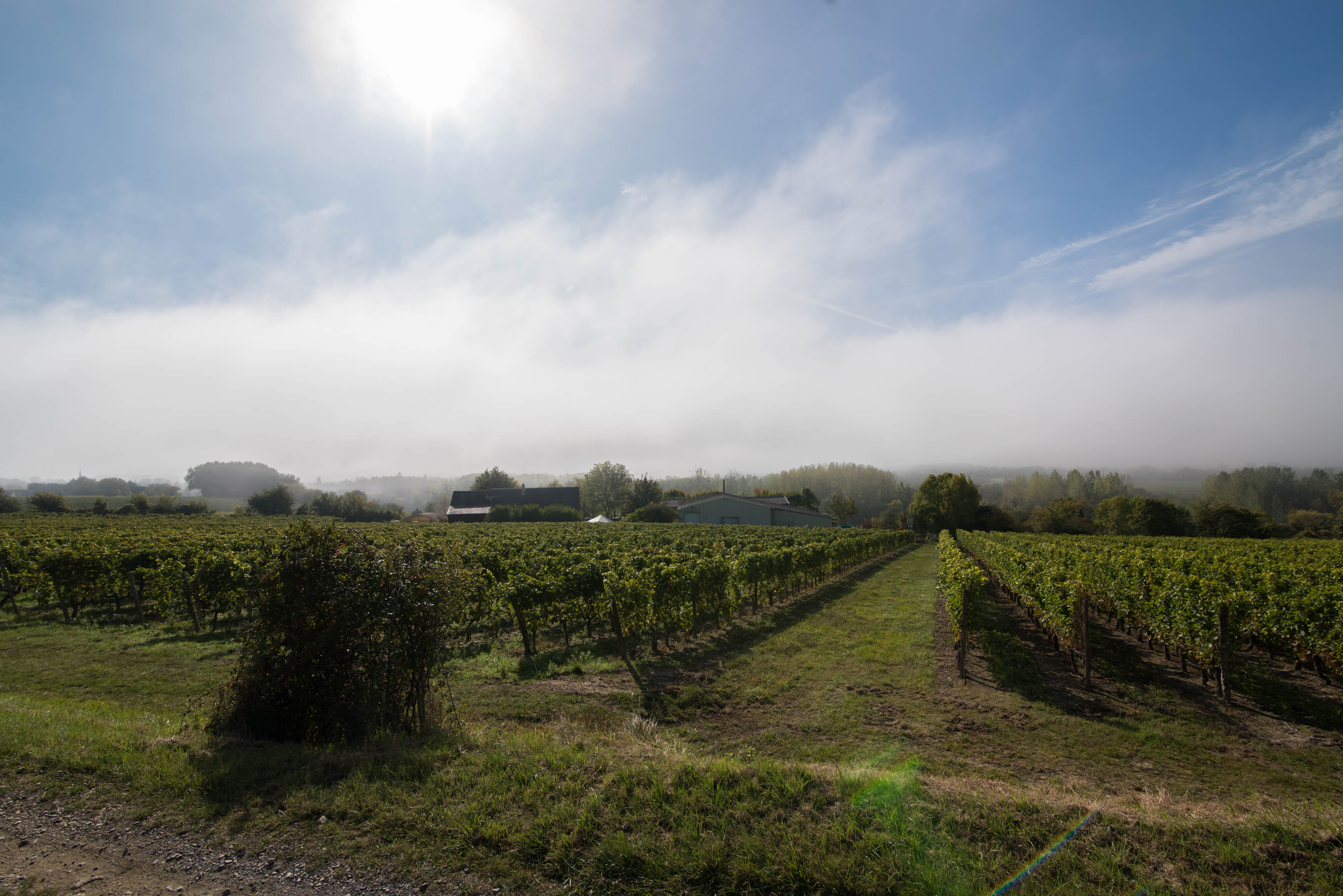 photo vignes domaine lambert