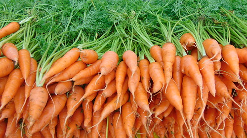 phto carottes