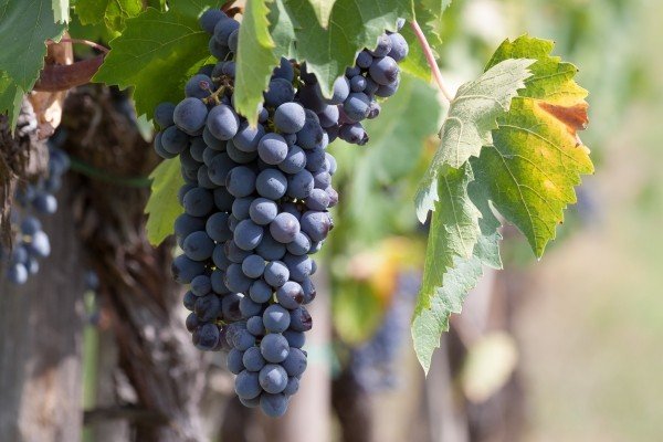 wine-grape-vine-wine-harvest-plant-autumn1